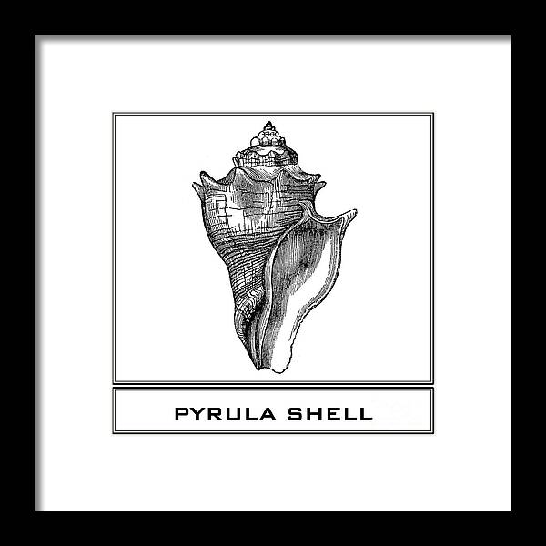 Pyrula Shell Framed Print featuring the digital art Pyrula Shell by Scott and Dixie Wiley