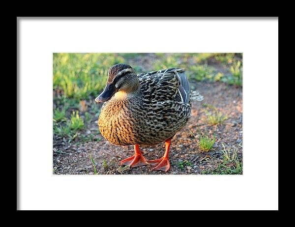Duck Framed Print featuring the photograph Quack by Christy Pooschke