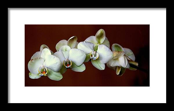 Orchids Framed Print featuring the photograph Quadruples by Susanne Van Hulst