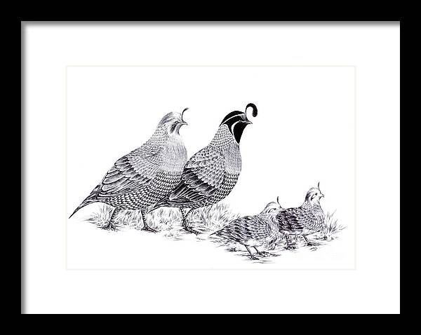 Quail Framed Print featuring the drawing Quail Family Evening Stroll by Alice Chen