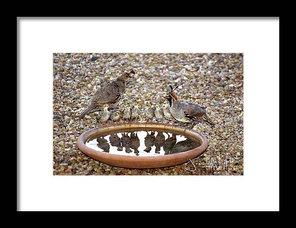 Quail Framed Print featuring the photograph Quail Family Gathering AZ by Joanne West