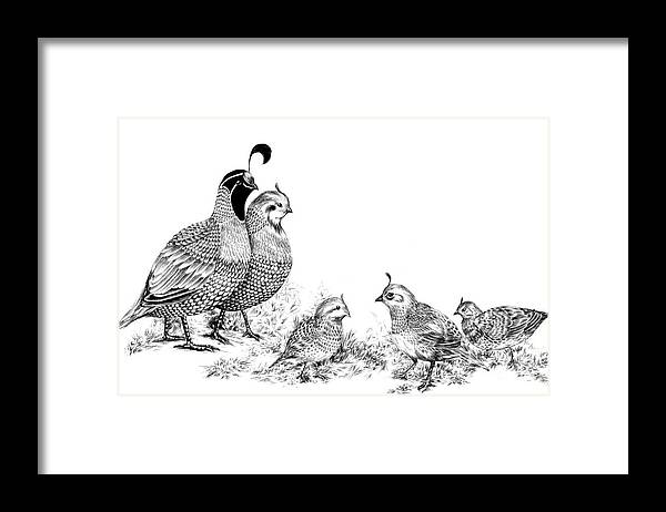 Quail Framed Print featuring the drawing Quail Family Outing by Alice Chen