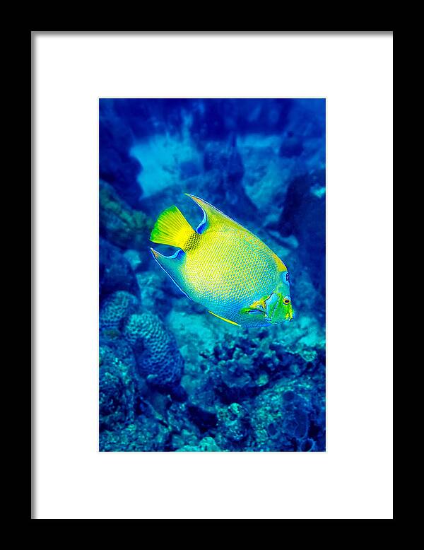 Queen Angelfish Framed Print featuring the photograph Queen Angelfish I by Perla Copernik