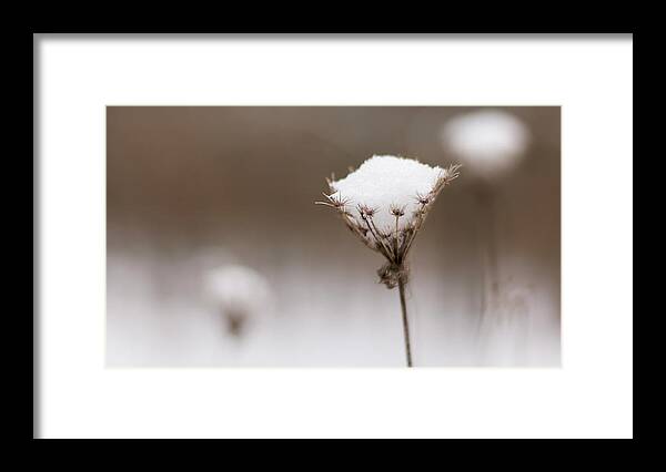 Wildflower Framed Print featuring the photograph Queen Anne in the Snow by Holly Ross