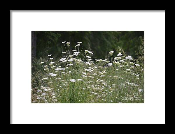 Queen Anne's Lace 16-01 Framed Print featuring the photograph Queen Anne's Lace 16-01 by Maria Urso