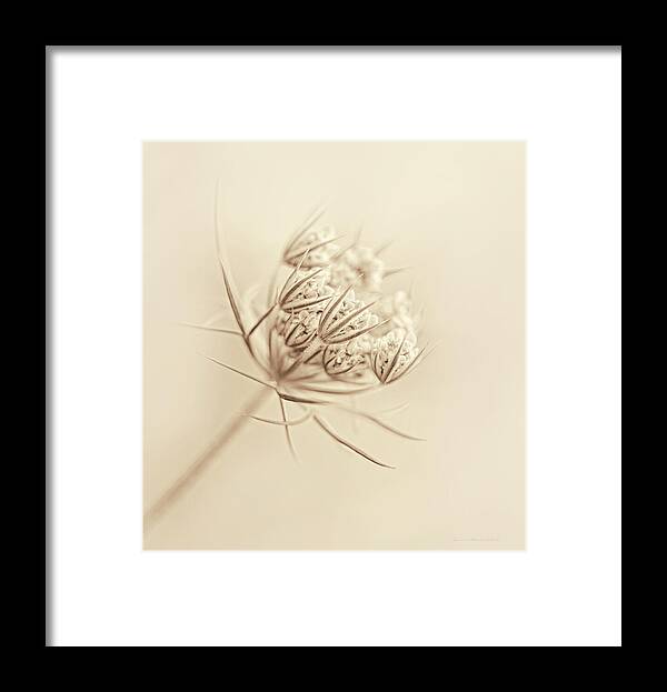 Queen Anne's Lace Framed Print featuring the photograph Queen Anne's Lace Flower Buds Sepia by Jennie Marie Schell