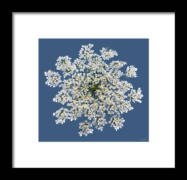 Lise Winne Framed Print featuring the photograph Queen Anne's Lace Flower by Lise Winne
