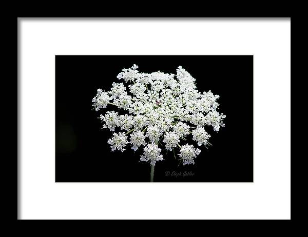 White Framed Print featuring the photograph Queen Anne's Lace by Steph Gabler