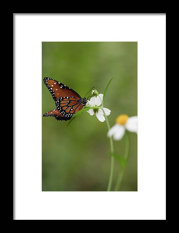 Butterfly Framed Print featuring the photograph Queen Drinking Nectar by Artful Imagery