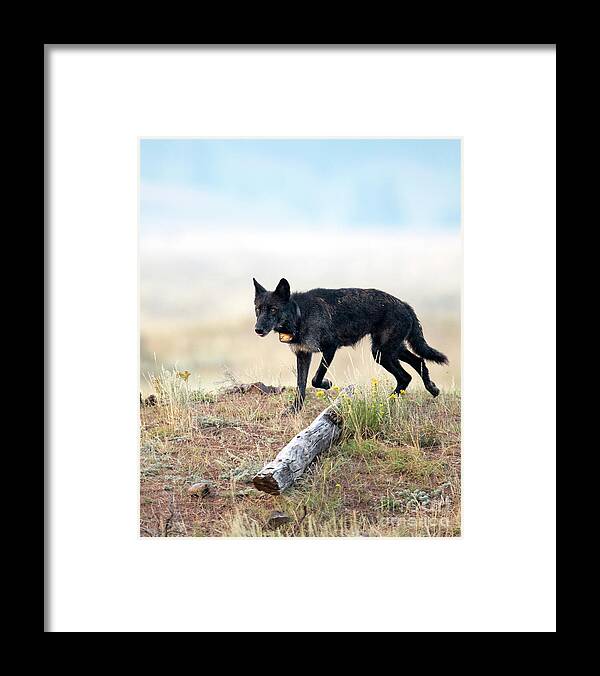 Wolf Framed Print featuring the photograph Queen of Lamar Valley by Deby Dixon