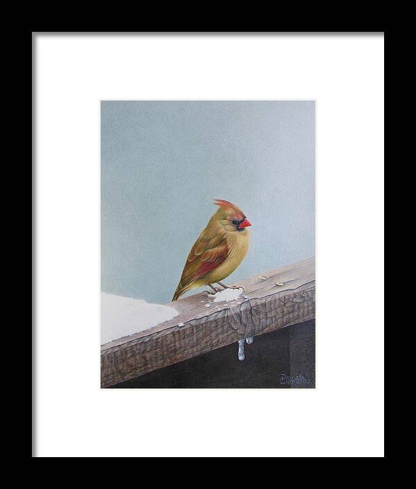 Cardinal Framed Print featuring the drawing Queen of State by Pamela Clements