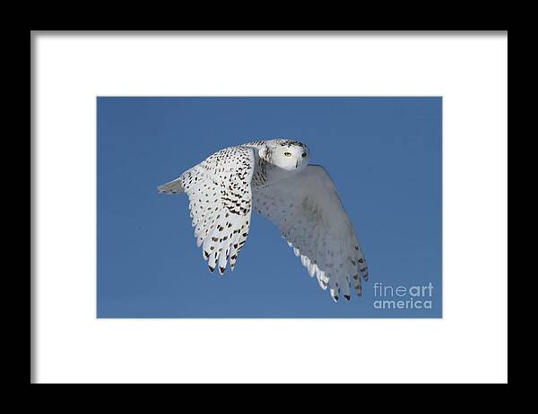 Owl Framed Print featuring the photograph Queen of the sky by Heather King