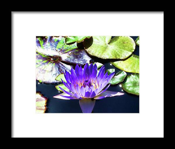 Lily Framed Print featuring the digital art Queen on the Lake by Mariola Bitner