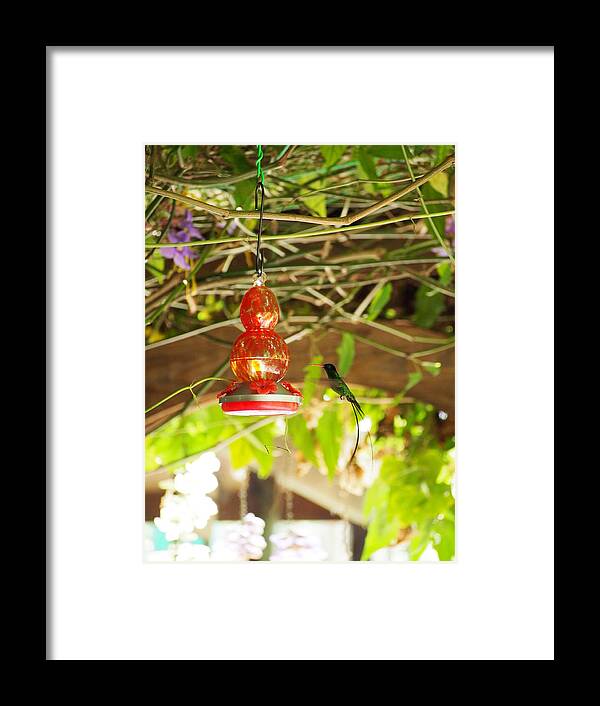 Hummingbird Framed Print featuring the photograph Quick Snack by Jessica Myscofski