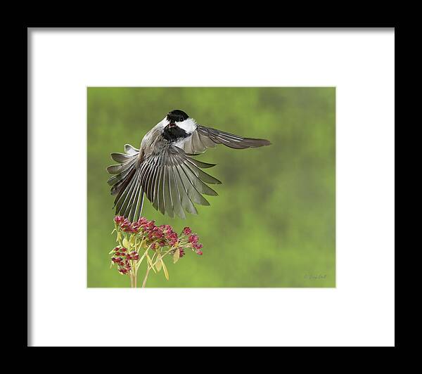 Nature Framed Print featuring the photograph Quit Looking At Me by Gerry Sibell