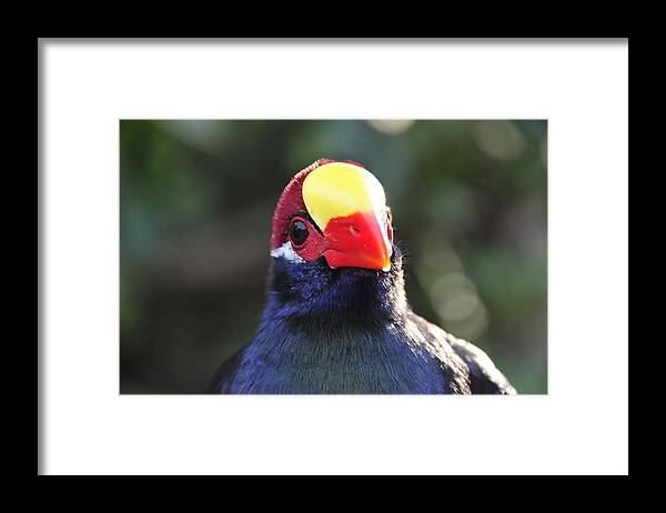 Quizzical Framed Print featuring the photograph Quizzical bird by David Lee Thompson