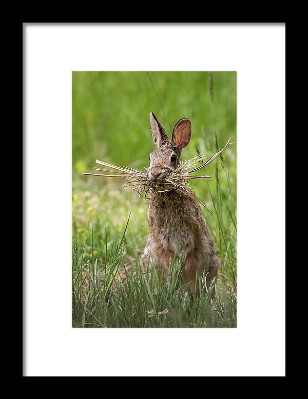 Rabbit Collector Framed Print featuring the photograph Rabbit Collector by Terry DeLuco