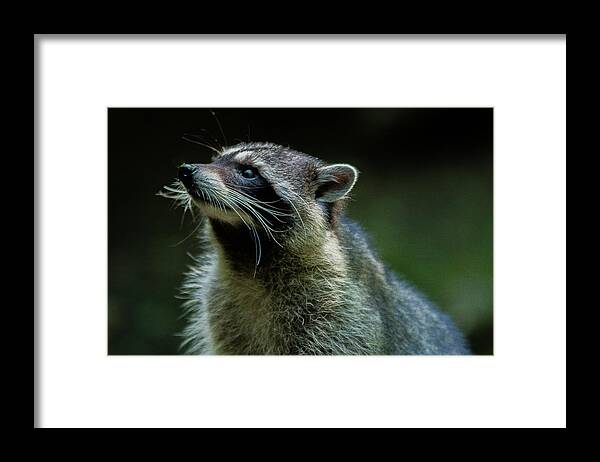 Nature Framed Print featuring the photograph Raccoon 1 by Jason Brooks