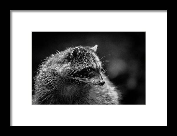 Wildlife Framed Print featuring the photograph Raccoon 3 by Jason Brooks