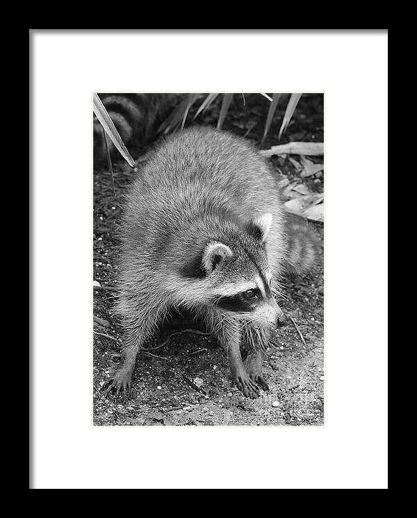 Animal Framed Print featuring the photograph Raccoon - Black and White by Carol Groenen