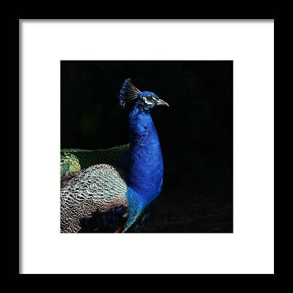 Peacock Framed Print featuring the photograph Radiance by Fraida Gutovich