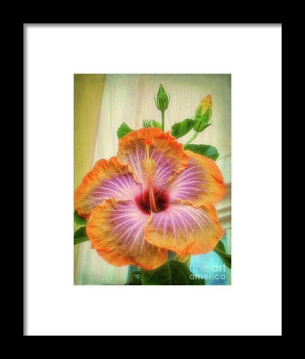 Hibiscus Framed Print featuring the photograph Radiant Hibiscus by Sue Melvin