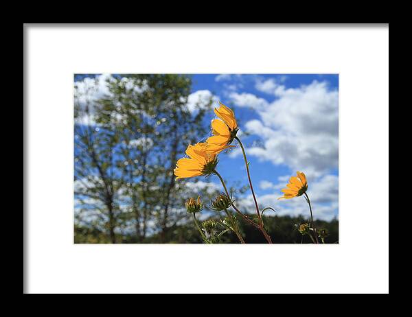 Radiant Yellow Flowers Framed Print featuring the photograph Radiant Yellow Flower by Karen Ruhl