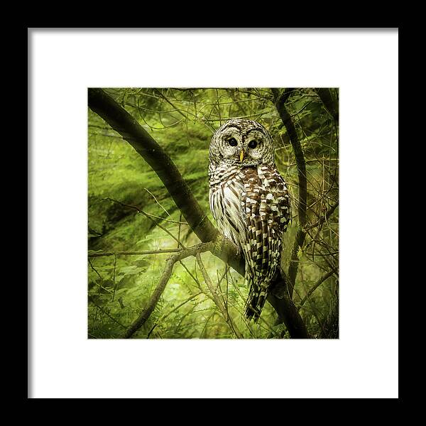 Jean Noren Framed Print featuring the photograph Radiating Barred Owl by Jean Noren