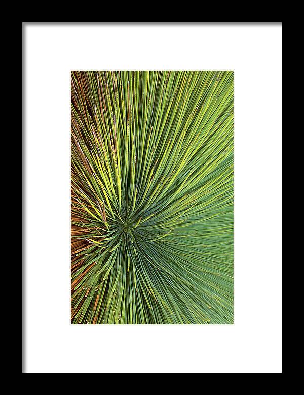 Radiate Framed Print featuring the photograph Radiating by Ted Keller