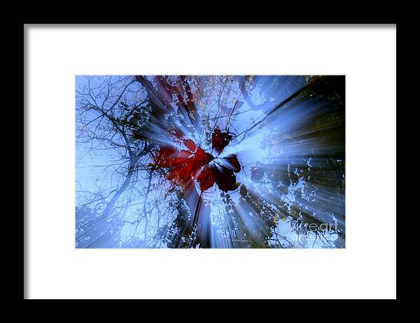 Leaf Framed Print featuring the photograph Radience by Rick Rauzi