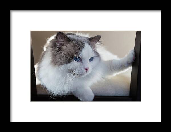 Ragdoll Framed Print featuring the photograph Ragdoll Senior Picture by John Daly