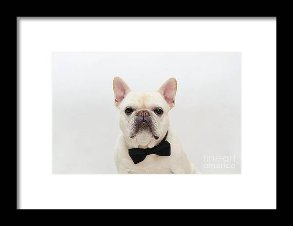 French Bulldog Framed Print featuring the photograph Raimy 1 by Irina ArchAngelSkaya