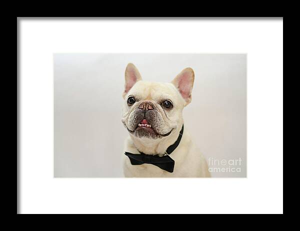 French Bulldog Framed Print featuring the photograph Raimy 2 by Irina ArchAngelSkaya