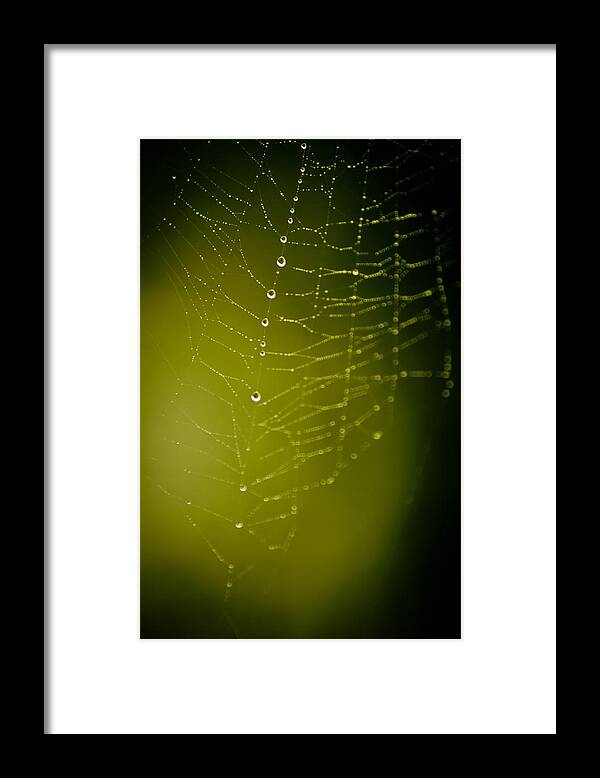 Spider Framed Print featuring the photograph Rain Down on Me by Danielle Silveira