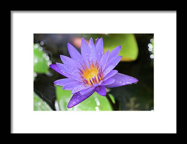 Water Lily Framed Print featuring the photograph Rain-dropped Waterlily by Mary Anne Delgado