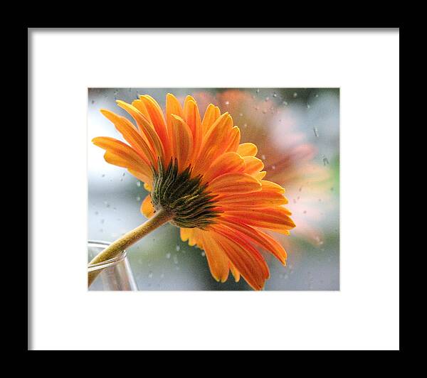 Floral Still Life Framed Print featuring the photograph Rain Drops At My Window by Angela Davies