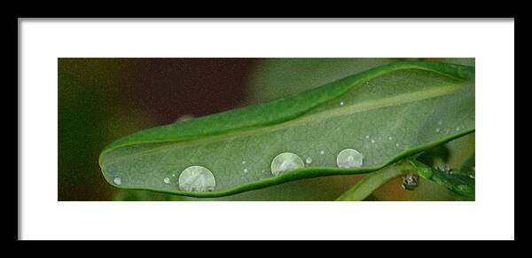 Rain Drops Framed Print featuring the photograph Rain Drops in a Pod by Crystal Wightman