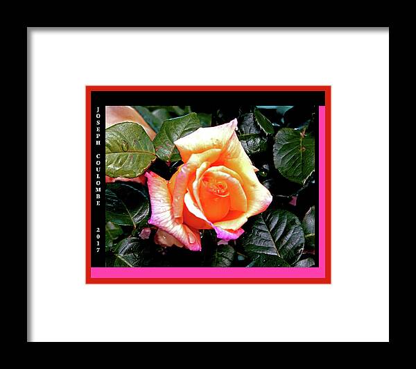 Spring Rain Framed Print featuring the digital art Rain Drops on a Rose by Joseph Coulombe