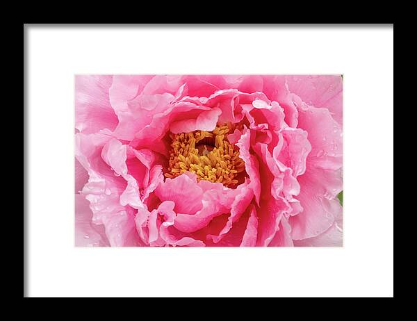 Paeonia Lactiflora Framed Print featuring the photograph Rain drops on Chinese peony abstract background by Karen Foley