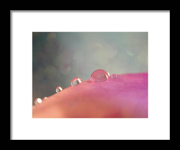 Gentle Framed Print featuring the photograph Rain drops on pink by Lilia S