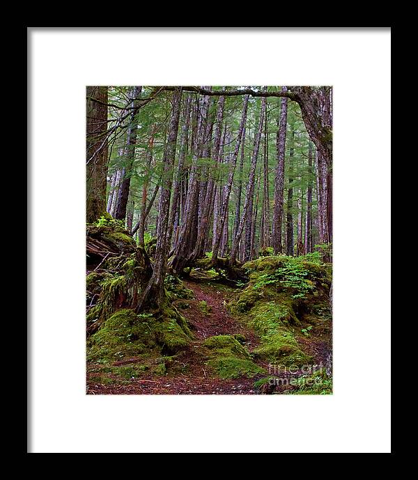 Path Framed Print featuring the photograph Rain Forest Path-Signed-#6575 by J L Woody Wooden
