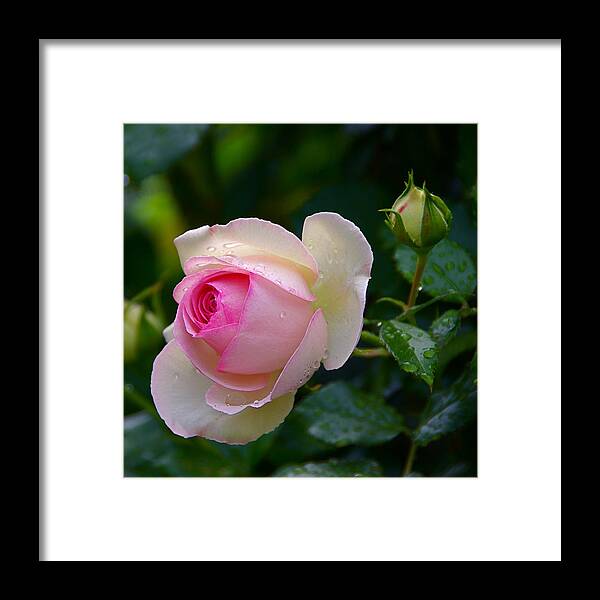 Rose Framed Print featuring the photograph Rain-Kissed Rose by Byron Varvarigos