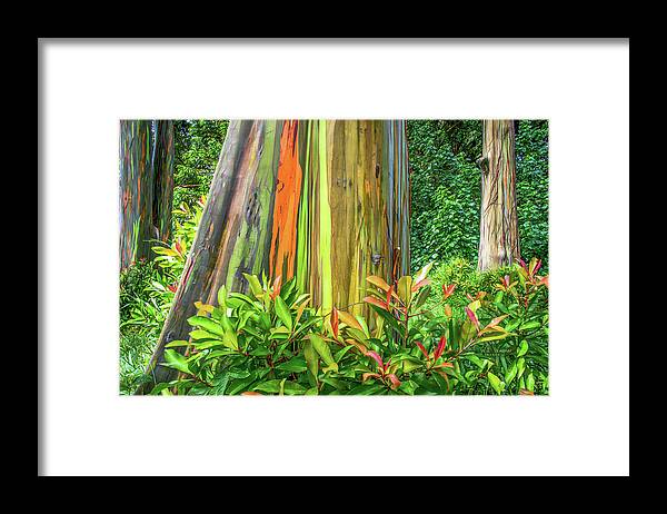 Eucalyptus Framed Print featuring the photograph Rainbow Eucalyptus 3 by Will Wagner