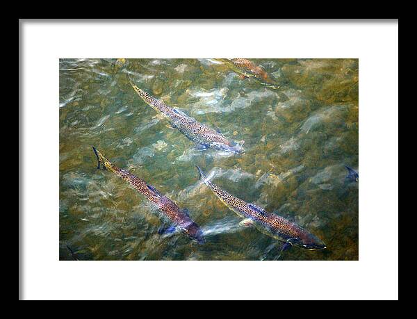 Rainbow Trout Framed Print featuring the photograph Rainbow Spawn by Linda McRae