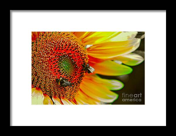 Rainbow Framed Print featuring the photograph Rainbow Sunflower by Mariola Bitner