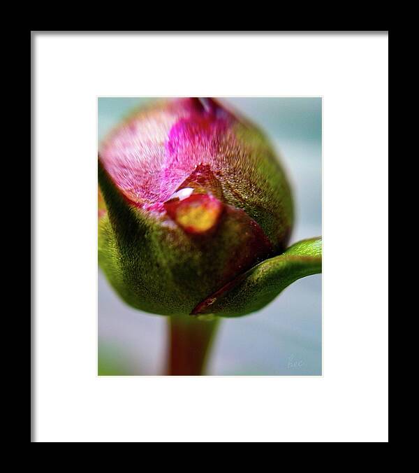 Spring Framed Print featuring the photograph Raindrop on peonie by Bruce Carpenter