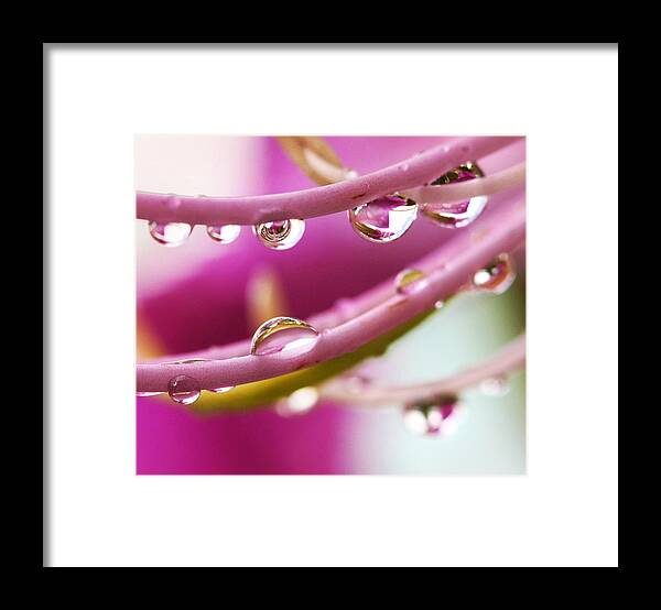 Amherstia Framed Print featuring the photograph Raindrops by Marilyn Hunt