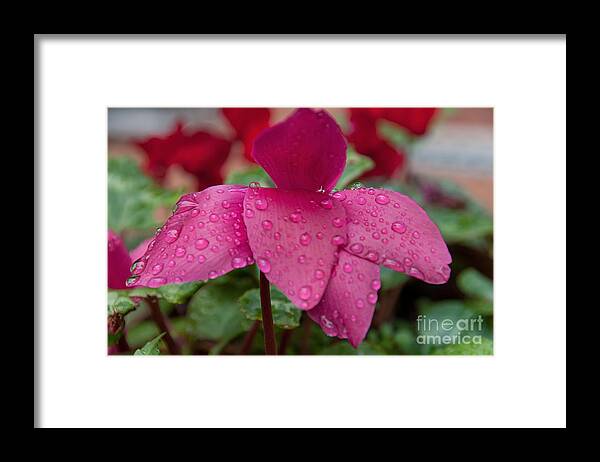 Pink Framed Print featuring the photograph Raindrops On A Flower by Leonardo Fanini