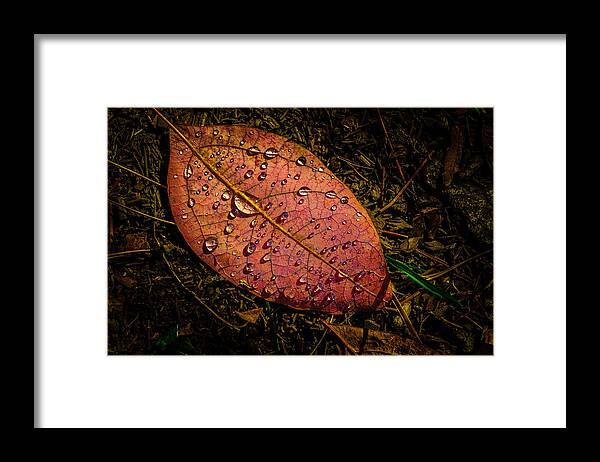 Raindrops Framed Print featuring the photograph Raindrops on the Fallen - i by Mark Rogers