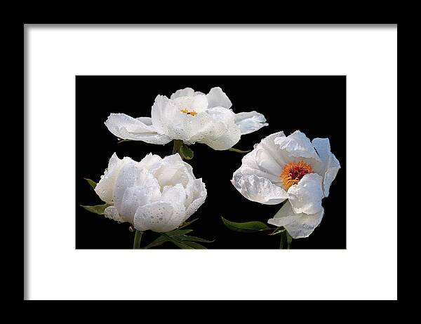 White Tree Peony Framed Print featuring the photograph Raindrops on White Tree Peonies by Gill Billington